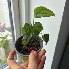 monstera siltepecana
