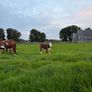 2 pedigree hereford cows with bull calves at foot Image 7