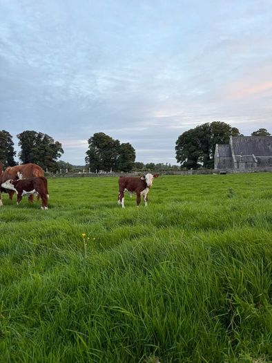 2 pedigree hereford cows with bull calves at foot