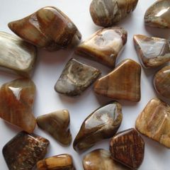 Petrified Wood tumblestones,Crystals,Gemstones