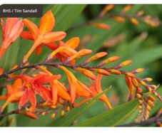 Large bunch crocosmia plants / blubs