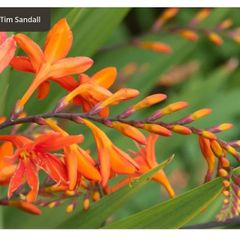 Large bunch crocosmia plants / blubs