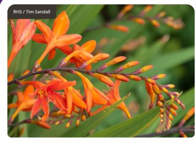 Large bunch crocosmia plants / blubs