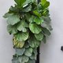 Ficus Lyrata planters x 2 Image 6
