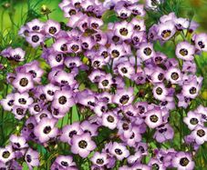 (G) Gilia Tricolour Bird's Eyes seeds 0.5g (600649)
