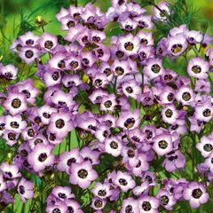 (G) Gilia Tricolour Bird's Eyes seeds 0.5g (600649)