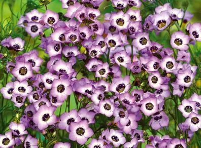 (G) Gilia Tricolour Bird's Eyes seeds 0.5g (600649)