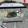 Small Fish Tank Image 3