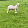 Easy care organic 3 hogget rams & ewe & ram lambs Image 2