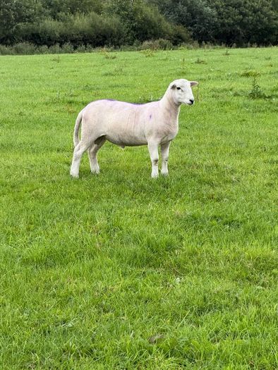 Easy care organic 3 hogget rams & ewe & ram lambs