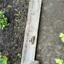 FREE - Concrete Garden Edging - 4 pieces Image 5
