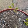 Cotoneasters-various sizes and prices Image 6