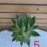 House Plants Image 10
