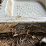 shower tray. Image 3