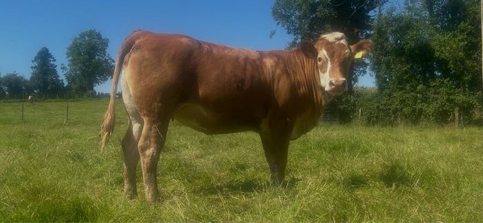 Springing and incalf heifers