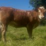Springing and incalf heifers Image 8