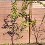 Katsura Tree / Japanese Katsura - Cercidiphyllum japonicum Image 2