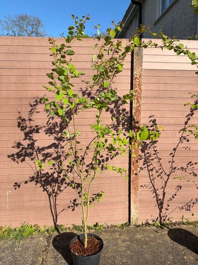Katsura Tree / Japanese Katsura - Cercidiphyllum japonicum