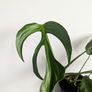 Monstera Burle Marxx flame Plant Image 2