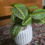 Plant decor Image 3
