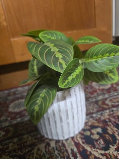 Plant decor