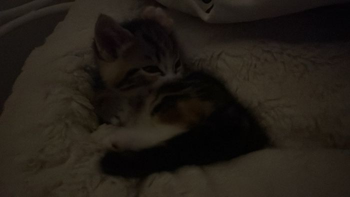 kitten