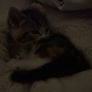 kitten Image 4