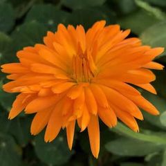 (C) Calendula Radio seeds 2g (414307)