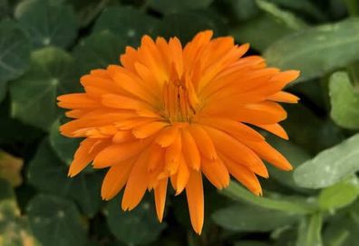 (C) Calendula Radio seeds 2g (414307)