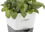 Self-Watering Potted Herb Keeper