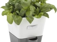 main image for ad Self-Watering Potted Herb Keeper