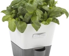 Self-Watering Potted Herb Keeper