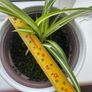 plant Image 3