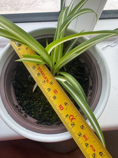 plant