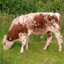 Beef cattle for sale Image 2