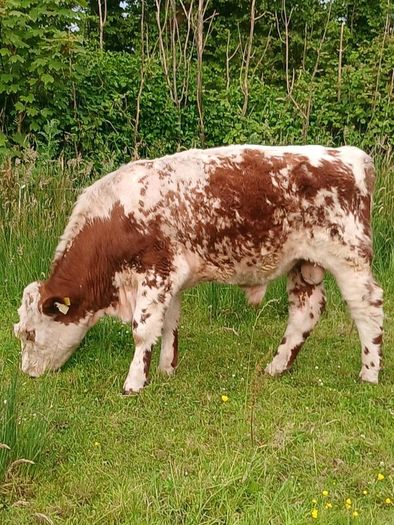 Beef cattle for sale