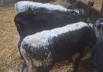 Calfs