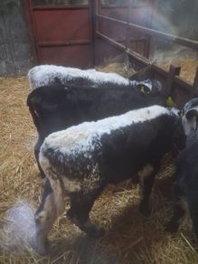 Calfs