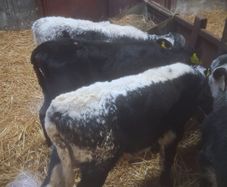 Calfs