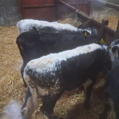 Calfs