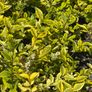 Golden Privet Image 2