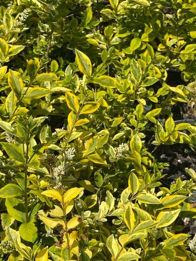 Golden Privet