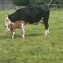 5 star heifer Image 2