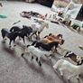 Schleich Horses Image 5