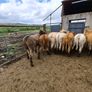 10 heifers Image 3