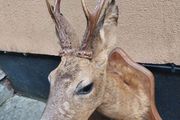 Roe Deer Taxidermy