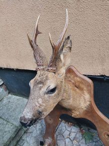 Roe Deer Taxidermy