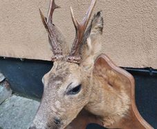 Roe Deer Taxidermy