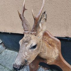 Roe Deer Taxidermy
