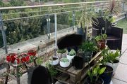 Plants &amp; Pots Big variation